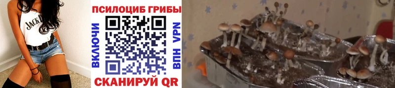 наркотики  kraken зеркало  Псилоцибиновые грибы Psilocybine cubensis  Невьянск 